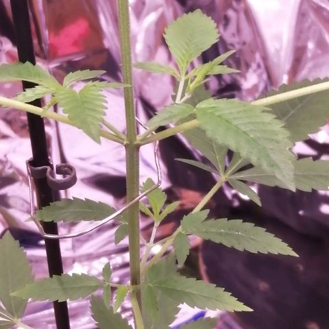 Génétique inconnue growlog timeline photo