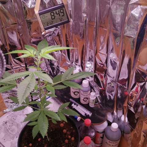 Génétique inconnue growlog timeline photo
