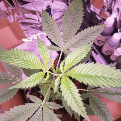 Génétique inconnue growlog timeline photo