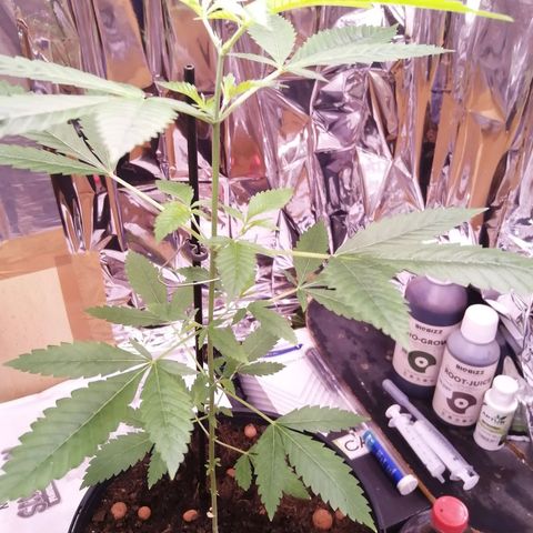 Génétique inconnue growlog timeline photo