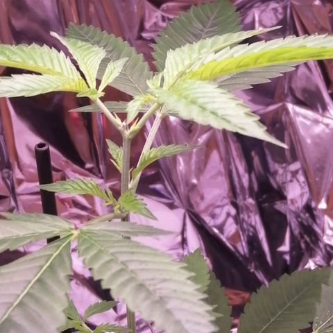 Génétique inconnue growlog timeline photo