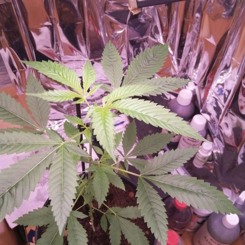 Génétique inconnue growlog timeline photo
