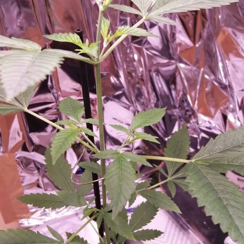 Génétique inconnue growlog timeline photo