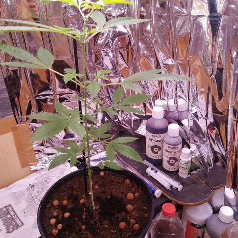Génétique inconnue growlog timeline photo