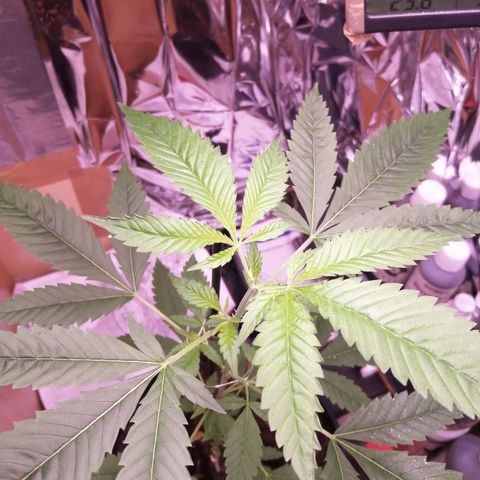 Génétique inconnue growlog timeline photo