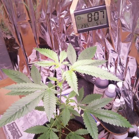 Génétique inconnue growlog timeline photo
