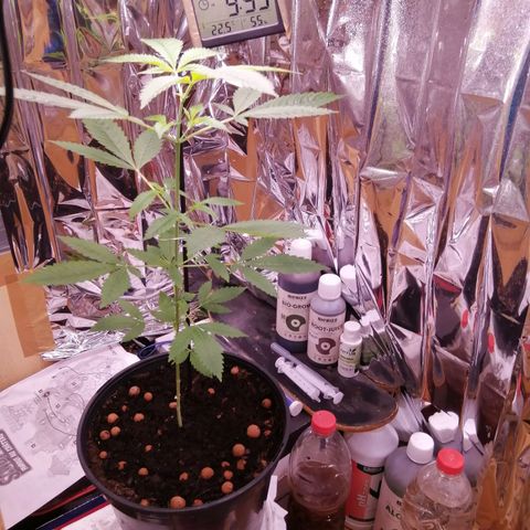 Génétique inconnue growlog timeline photo