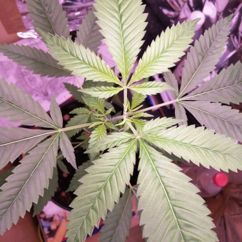 Génétique inconnue growlog timeline photo