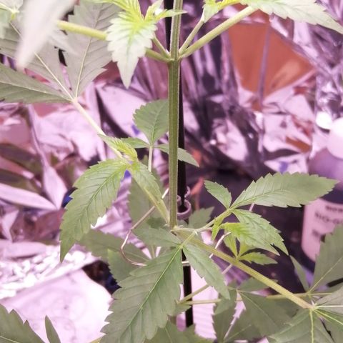 Génétique inconnue growlog timeline photo