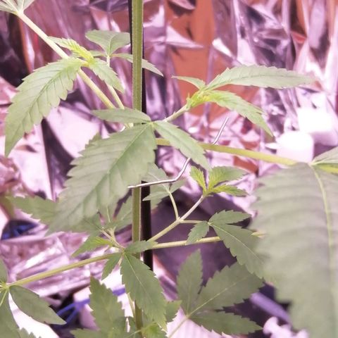 Génétique inconnue growlog timeline photo