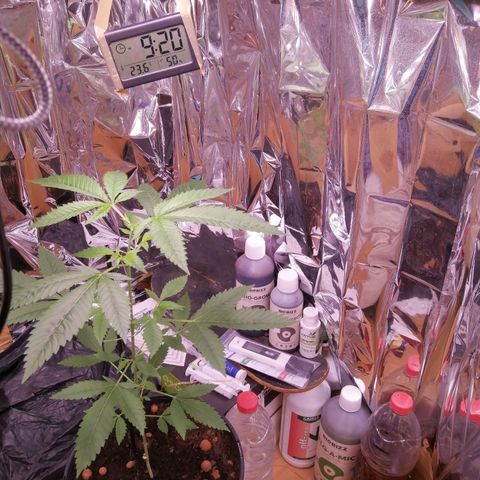 Génétique inconnue growlog timeline photo