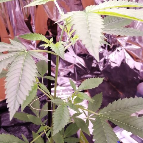 Génétique inconnue growlog timeline photo