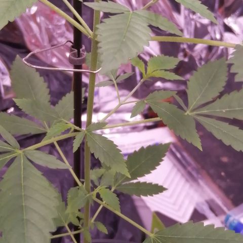 Génétique inconnue growlog timeline photo