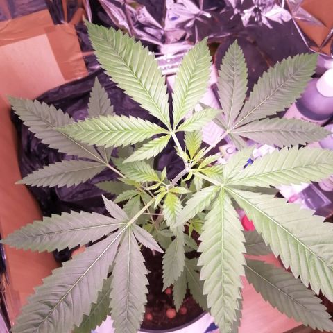 Génétique inconnue growlog timeline photo