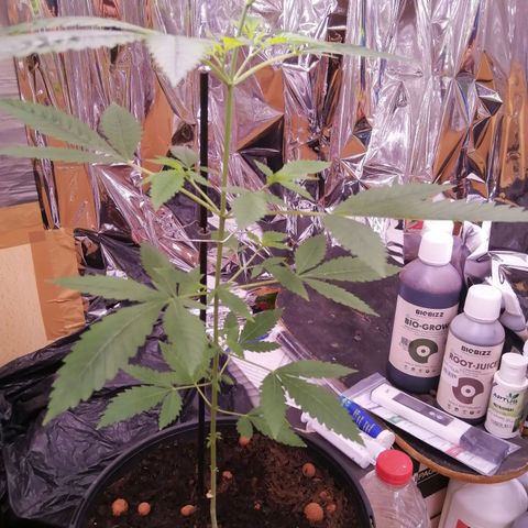Génétique inconnue growlog timeline photo