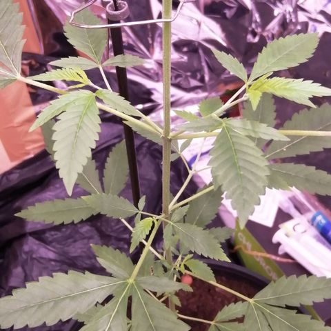 Génétique inconnue growlog timeline photo