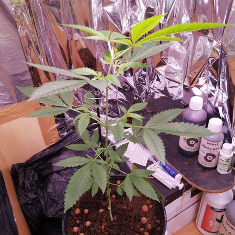 Génétique inconnue growlog timeline photo