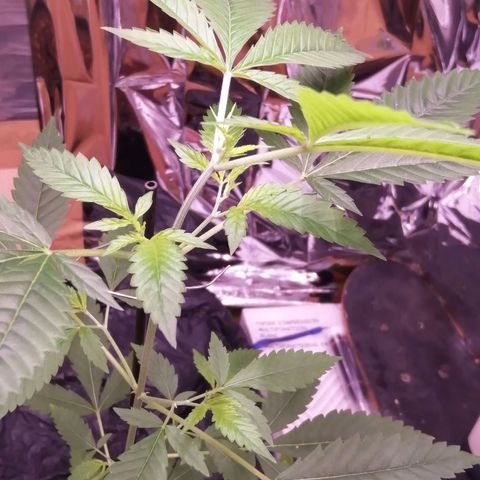 Génétique inconnue growlog timeline photo
