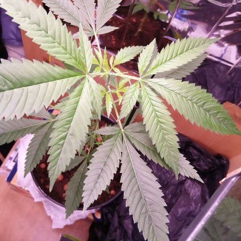 Génétique inconnue growlog timeline photo