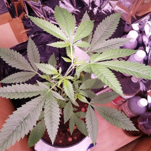 Génétique inconnue growlog timeline photo