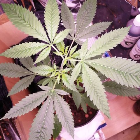 Génétique inconnue growlog timeline photo