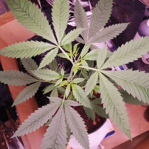 Génétique inconnue growlog timeline photo