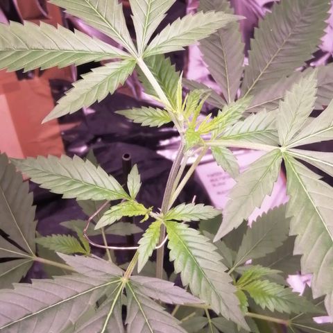 Génétique inconnue growlog timeline photo
