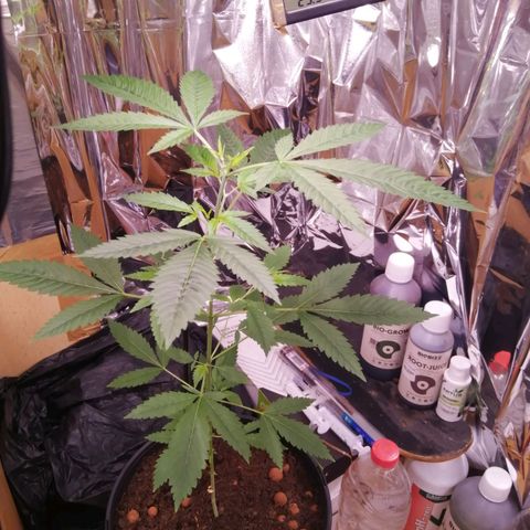 Génétique inconnue growlog timeline photo