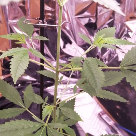 Génétique inconnue growlog timeline photo
