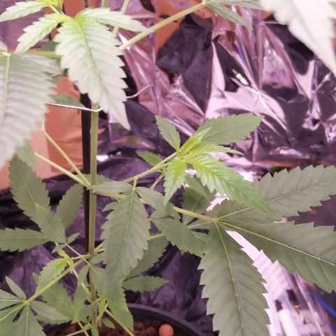 Génétique inconnue growlog timeline photo