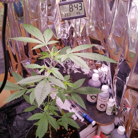 Génétique inconnue growlog timeline photo