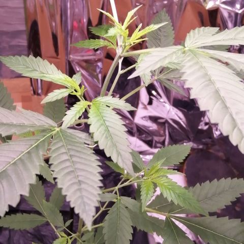 Génétique inconnue growlog timeline photo