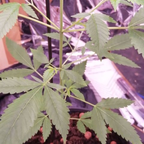 Génétique inconnue growlog timeline photo