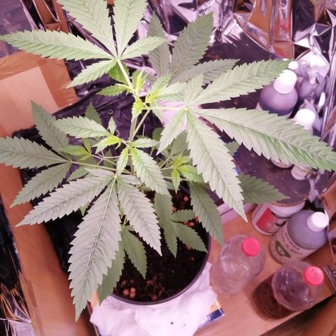 Génétique inconnue growlog timeline photo