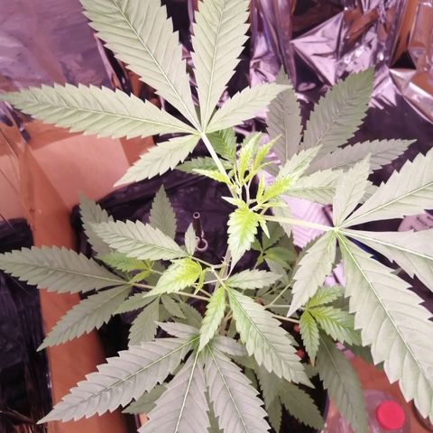 Génétique inconnue growlog timeline photo
