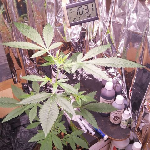 Génétique inconnue growlog timeline photo