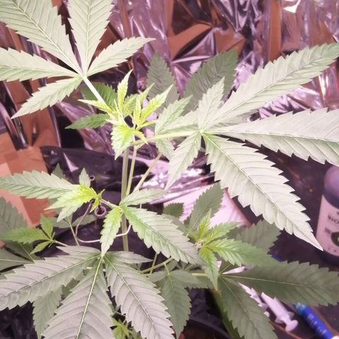 Génétique inconnue growlog timeline photo