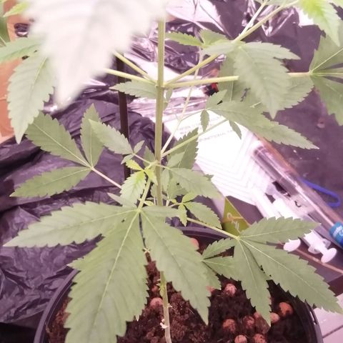 Génétique inconnue growlog timeline photo