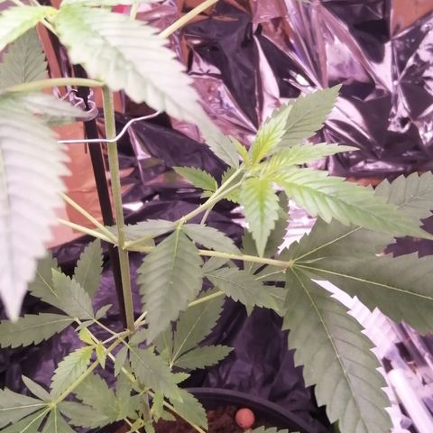 Génétique inconnue growlog timeline photo