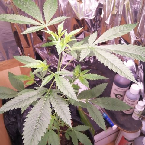 Génétique inconnue growlog timeline photo