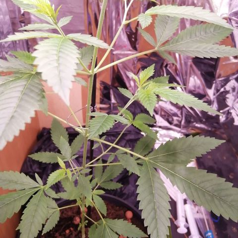 Génétique inconnue growlog timeline photo