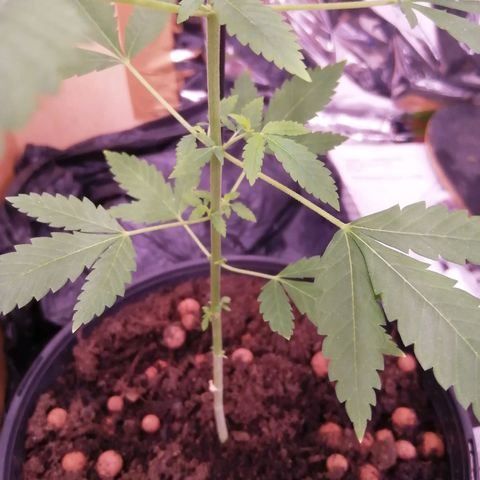 Génétique inconnue growlog timeline photo