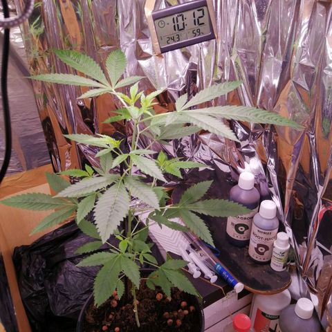 Génétique inconnue growlog timeline photo