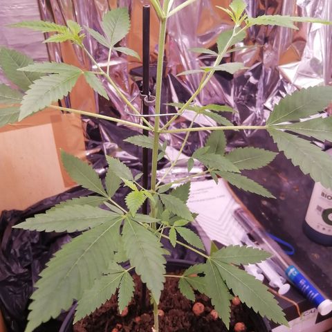 Génétique inconnue growlog timeline photo