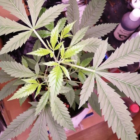 Génétique inconnue growlog timeline photo