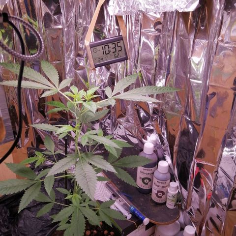 Génétique inconnue growlog timeline photo