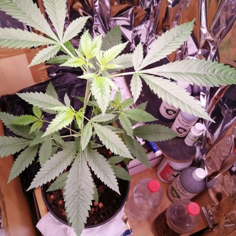 Génétique inconnue growlog timeline photo