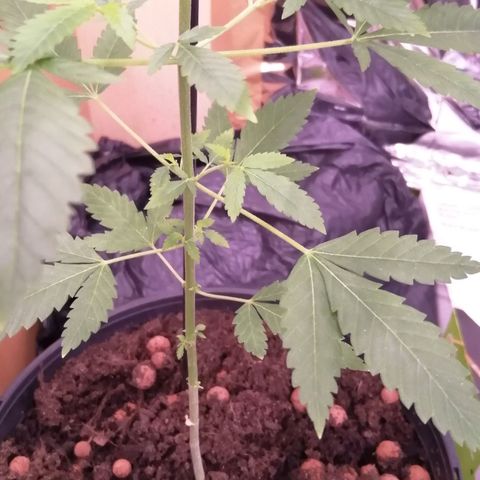 Génétique inconnue growlog timeline photo