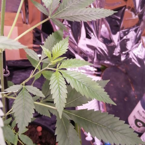 Génétique inconnue growlog timeline photo