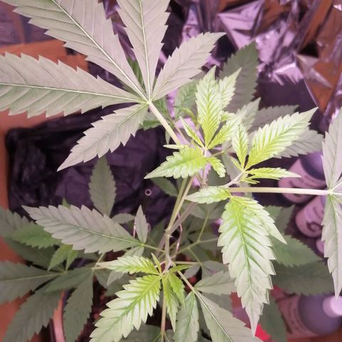 Génétique inconnue growlog timeline photo